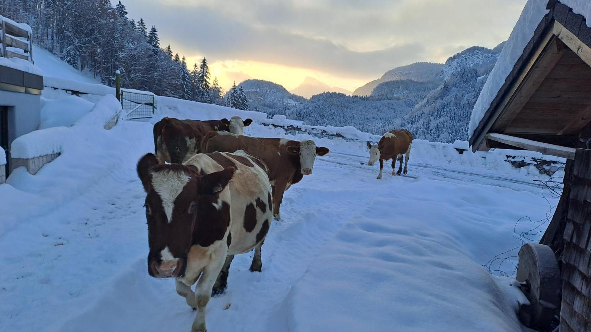 Biobauernhof Schneiderbauer Daire Unken Dış mekan fotoğraf